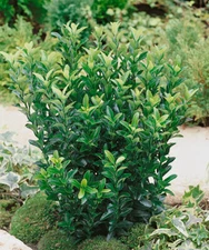 Euonymus japonicus 'Green Spire' - Boxwood Substitute *Live Plant