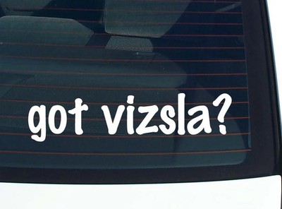 got vizsla? CAR DECAL BUMPER STICKER VINYL FUNNY JOKE WINDOW