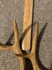 Whitetail deer antlers 9 inches seven points — photo 8