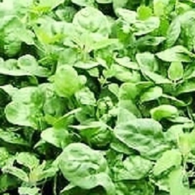 Fresh Giant Noble Spinach Seeds - Heirloom, Non-GMO, Bulk Garden Pack