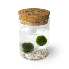 Marimo Original Sughero Leggenda – Coppia (Fondale Bianco)