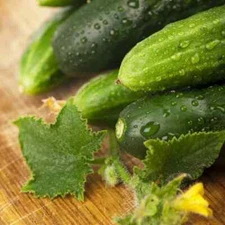 100 Cucumber Seeds - Long Green Improved Gourmet Non-GMO Free Shipping