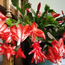Christmas Cactus Red Indoor