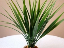8" WILD GRASS 6-stem BUSH Soft Plastic Wireless Plant, Stone Base, Lower Forty F
