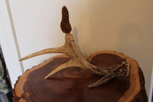 Carved Yellow Morel Mushroom on a Shed Whitetail Antler Main Beam