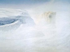 Robert Bateman - White Encounter - Polar Bear - Giclee Canvas - size 31