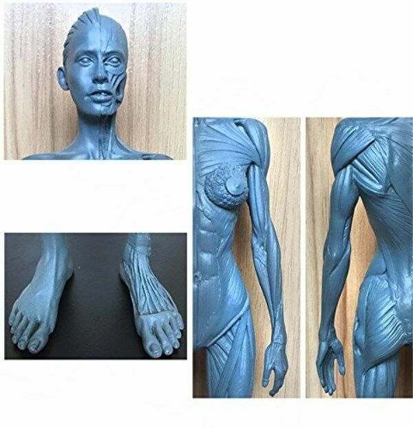 11 inch Human Anatomical Model Art Anatomical Figure Gray Female+Male US STOCK