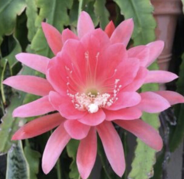 Epiphyllum Orchid PINK Cactus ROOTED 20cm+ Cutting | eBay