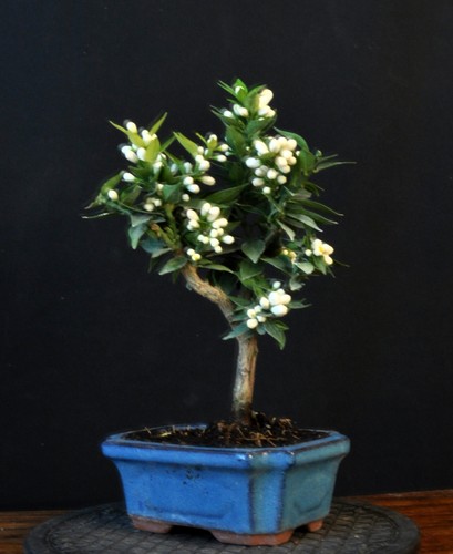 BONSAI ORANGENBAUM ZWERGORANGE CITRUS MYRTIFOLIA - Bild 4 von 5