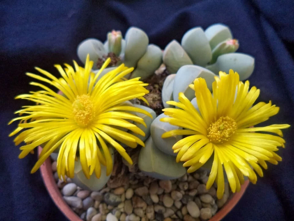 Lapidaria margaretae raro mesembs pedra viva cactos semente de cacto exótico 30 SEMENTES - Imagem 4 de 4