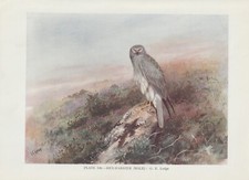 Kornweihe (Circus cyaneus) FARBDRUCK von 1930 Hen harrier