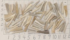 70 Deer/Elk Antler Tines Tips Crafts