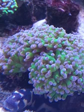 LIVE CORAL Neon Green BLUE Tips Frogspawn LIVE ROCK REEF AQUARIUM LPS SPS 