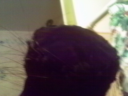 SOMBRERO KOKIN DE TERCIOPELO NEGRO CRIN DE CABALLO Y PLUMA DOWNTON GATSBY PRECIOSO 400 ORG SFA - Imagen 9 de 12