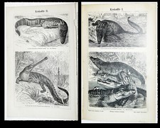 Krokodile Kaiman Gangeskrokodil Nilkrokodil - Lithographie von 1895 &ndash; 126 Jahre