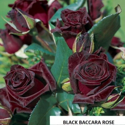 'Black Baccara' rose - 5 semi green stem not rooted cuttings- rare and unusual 