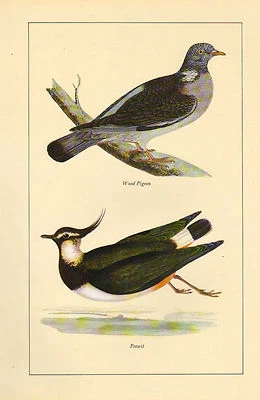 Vintage Oiseau Imprimé ~ Pigeon Bois & Pirlouit (Vanneau) - Photo 1/2