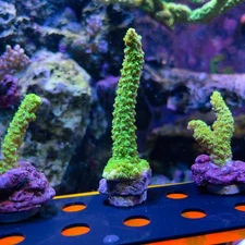 Green Slimer Acropora - WYSYWYG LIVE CORAL (A2)