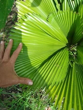 Digital Image,Picture For Background, only image