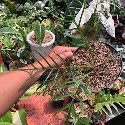 Philodendron Tortum Exotic Leaf Rare Unique