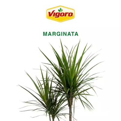 Marginata Indoor Plant in 10 In. White Decor Pot, Avg. Shipping Height 2-3  Ft. T | eBay