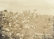 c1908 Prairie Rose, ND State Flower, Antique Real Photo Postcard RPPC