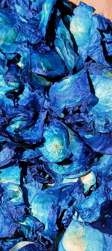 Angel Wings, Blue, Bulk Botanicals, Oroxylum indicum Bignoniaceae, For Potpourri - Image 3 of 4