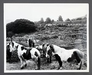 1979 East Bay Regional Park Skyline Trail Pony Miniature Horses VTG Press Photo