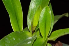 Paphiopedilum QF 'Imi Loa #2 (QF Cherokee Mountaineer x charlesworthii), in bud