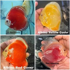 Pack of 4 Discus Fish 3.75  - 4  - Live Fish Aquarium Overnight Shipping