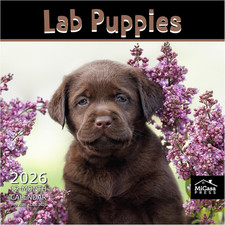 Lab Puppies 2026 Wall Calendar 12 Month  12" x 24" Open  Thick  Sturdy Paper