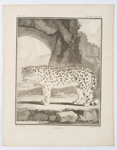 BAQUOY (*1721) nach SÈVE (*1742), Ansicht eines Schneeleoparden, um 1770, KSt. - Bild 2 von 5