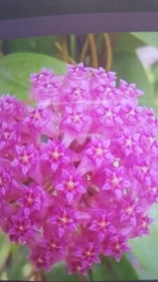 Hoya Parasitica BP.1/ Porzellan Blumen , Plant