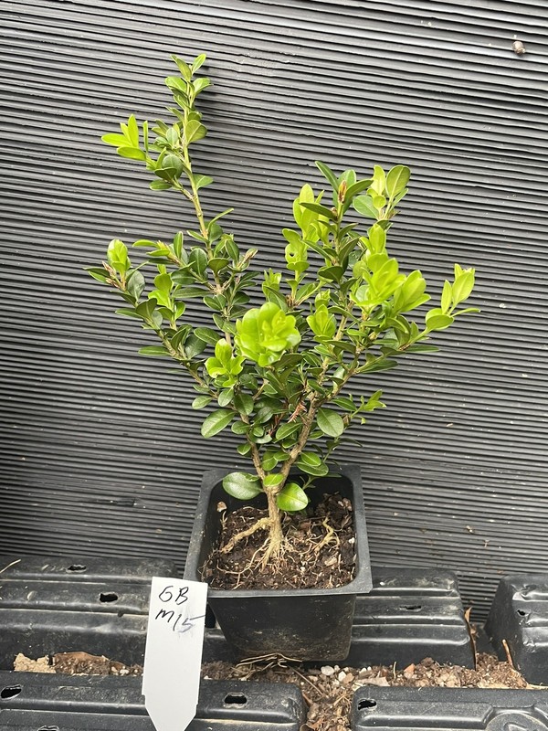 Green Beauty Boxwood