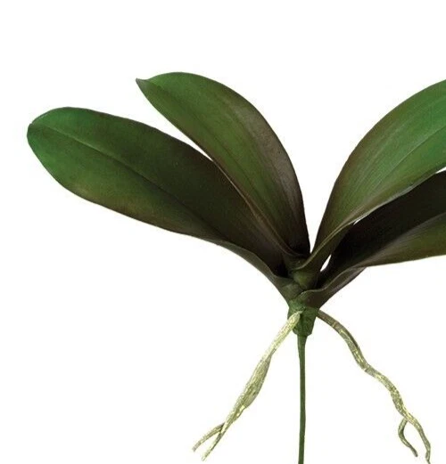 Hojas con raíces PHALAENOPSIS 13,5" Foto 2 de 2