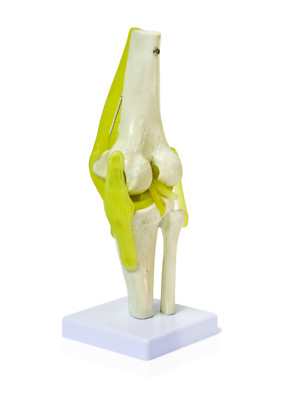 Vision Scientific VAJ212 Knee Joint Model