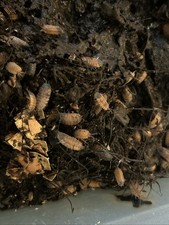 10 Lava Isopods Porcellio Scaber 