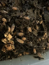 10 Lava Isopods (Porcellio Scaber)