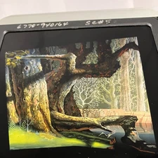 Vintage Disney Rear Projection Slide Gnarled Tree Forest Scene Animation Art
