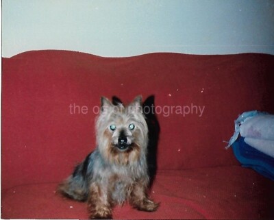 AMERICANA Vintage FOUND DOG PHOTOGRAPH Color ORIGINAL Snapshot 55 48 Q