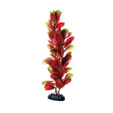 Underwater Treasures Red Green Bacopa Plant Select Size:: 12 inch