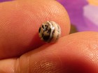 ANCIENT PYU SWAT VALLEY BANDED AGATE SOLOMON TYPE BANDED WORN RD. BEAD 6.1 MM — photo 4