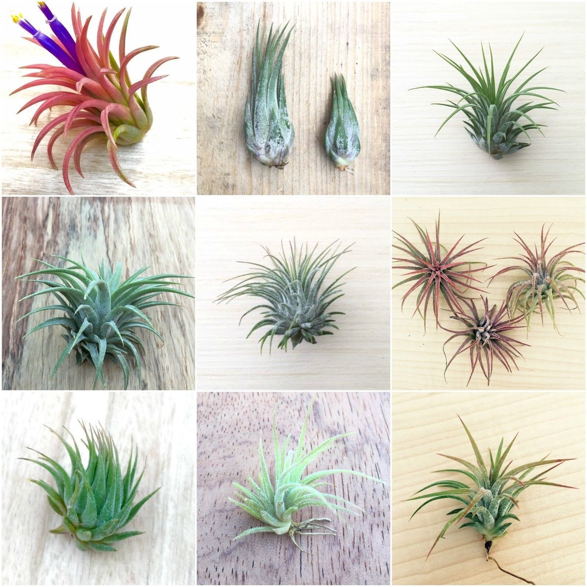 Tillandsia heubergeri 6 ブロメリア・エアープランツ Tillandsia