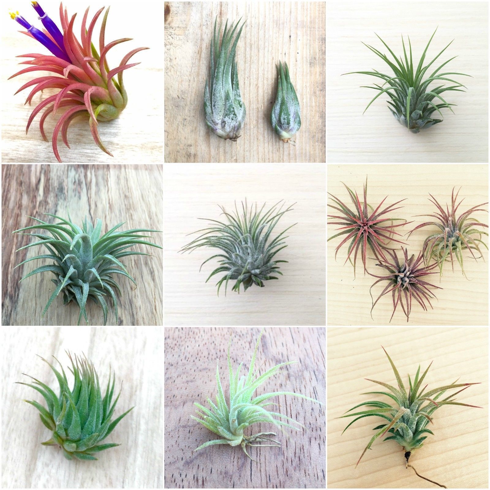 Tillandsia Mix - 6 Plants - Indoor Air Plant for House Office Vivarium ...