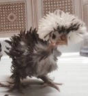 4 Polish Frizzle X Naked Neck X Houdan cross chicken hatching eggs for sale! — photo 2