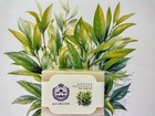 Sapone Artigianale TEA TREE OIL Avincen