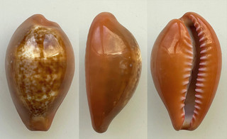 Conchiglia Shell : cypraea pyrum dark color