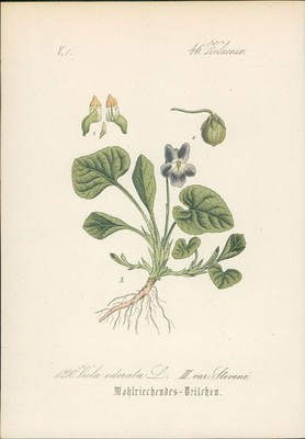 Chromolithographie : Wohlriechendes Veilchen. Duftveilchen. Viola odorata L. var