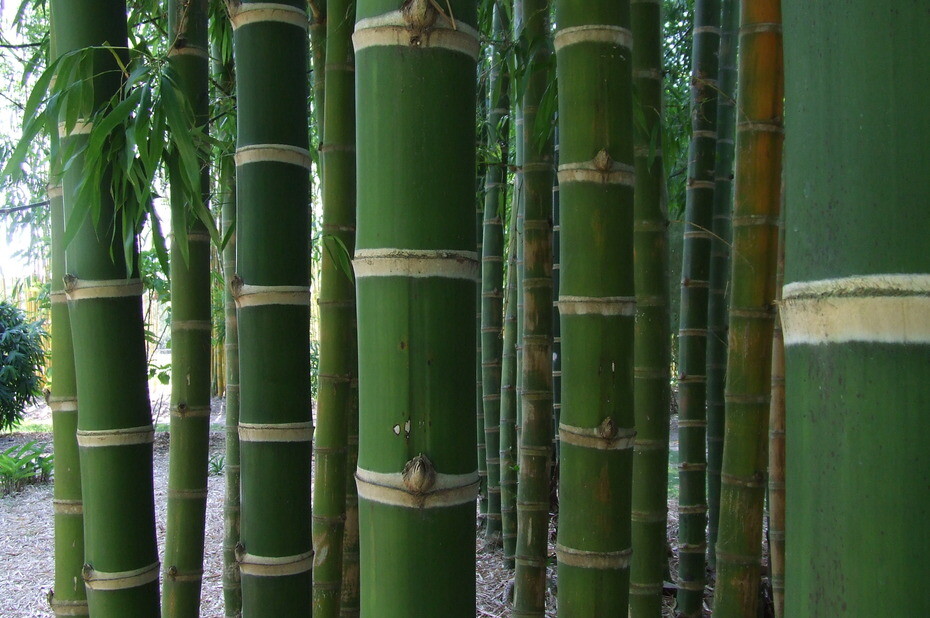 Guadua Bamboo - Guadua angustifolia **CLUMPING** | eBay