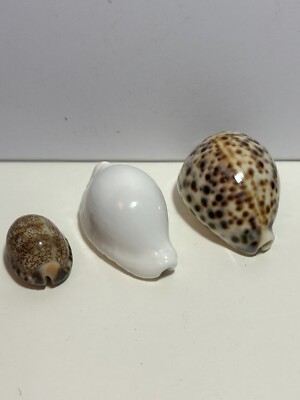 3 SHELLS SEASHELLS OVULA OVUM EGG, CYPRAEA TIGRIS ARABICA COWRIE CRAFT AQUARIUM